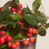 6x Gaultheria procumbens 'Big Berry' | 12 cm Ø | 15-20 cm ↕ Bild 4