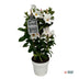 Mandevilla Sundaville White Rankpflanze mit Turm Ø17cm ↕55cm Bild 2