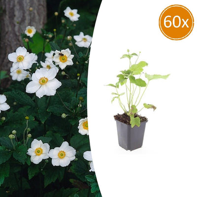 60x Herbstanemone 'Honorine Jobert' - 10-25cm - Ø9cm