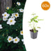 60x Japanese Anemone 'Honorine Jobert' - 10-25cm - Ø9cm Bild 1