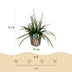 GreenboutiQ Ziergras Carex morrowii Irish Green - 4 Pflanzen Bild 3