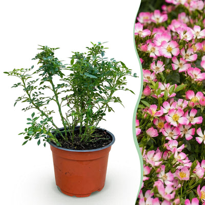 Green BoutiQ Gartenrose 'Cutie Pie' - Winterhart, Duftend, Inkl. Topf