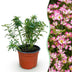Green BoutiQ Gartenrose 'Cutie Pie' - Winterhart, Duftend, Inkl. Topf Bild 1