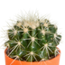Cactus Assortment, Set of 5 in Colorful Pots, 5.5 cm Bild 7