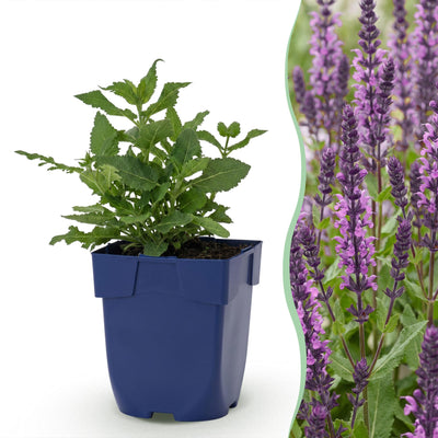 Green boutiQ - Perennial - Salvia nem. Sense Deep Pink - Sage - Bee and Butterfly Attractors - Pink - 24 Plants - Pot 11cm - Height 15-25cm