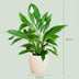 Friedenslilie 'Sweet Lauretta' (80cm) im weißen Bio-Topf Bild 2