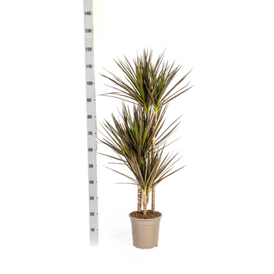 Dracaena Marginata Magenta mit Korb Ø21cm, 110-130cm