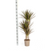 Dracaena Marginata Magenta mit Korb Ø21cm, 110-130cm Bild 2