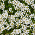 Thymus praecox 'Albiflorus' in a 9cm pot: Robust ground cover for sunny locations Bild 6