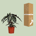 Alocasia Polly (Pfeilblatt) - Ø17cm, ↕45cm Bild 4