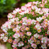 Green boutiQ Gartenrose Cutie Pie, 3 Pflanzen, winterhart Bild 5