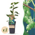 Kiwifruit 'Issai' - Self-pollinating, 2 plants, 15cm pot Bild 1