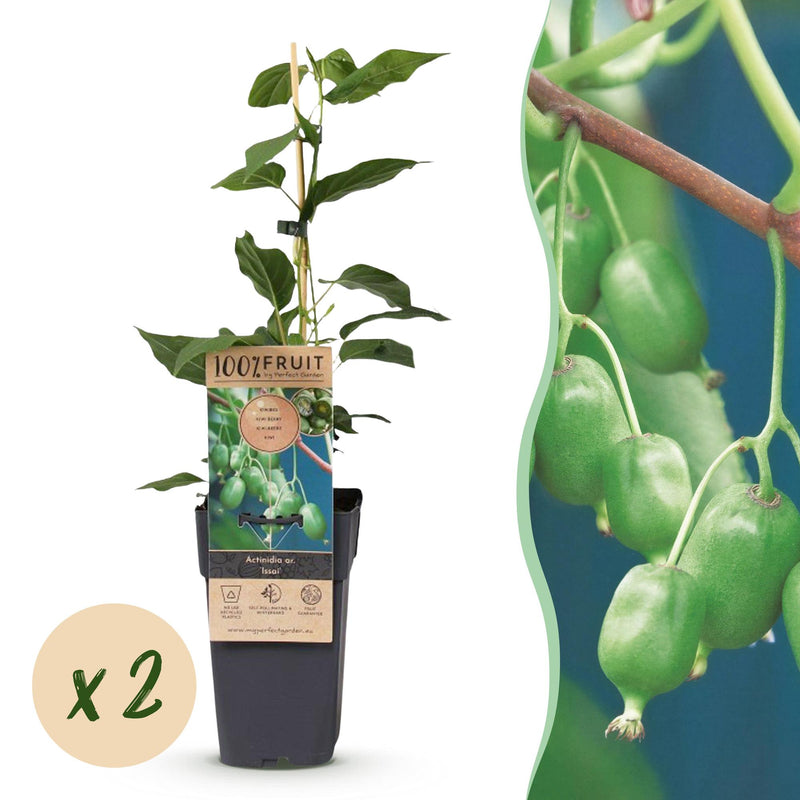Kiwifruit 'Issai' - Self-pollinating, 2 plants, 15cm pot