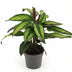 Calathea Majestica Princeps – 14cm Topf, 45cm hoch Bild 1