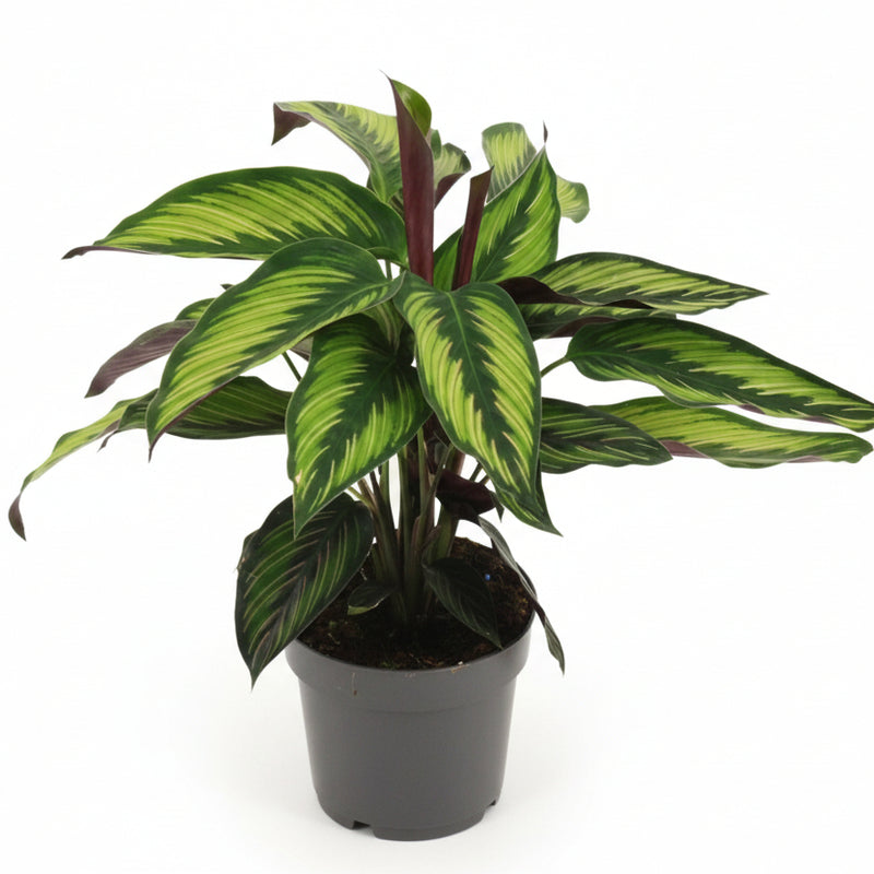 Calathea Majestica Princeps – 14cm Topf, 45cm hoch