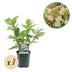 GreenboutiQ Rispenhortensie 'Wims Red' – 3 Pflanzen für 1m² Bild 1