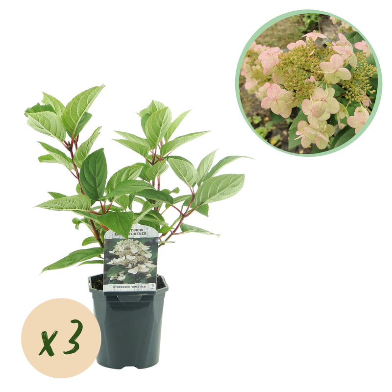 GreenboutiQ Rispenhortensie 'Wims Red' – 3 Pflanzen für 1m²