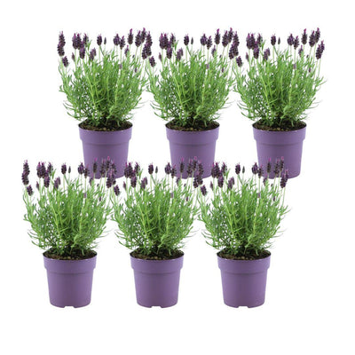 Lavendel 'Anouk' im 12cm Topf - Set mit 6 Stück