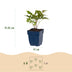 Green boutiQ - Perennial - Astilbe Tricolour - Feather Spirea - Shade - Purple - Pink - White - 12 Plants - Pot 11cm - Height 15-25cm Bild 2
