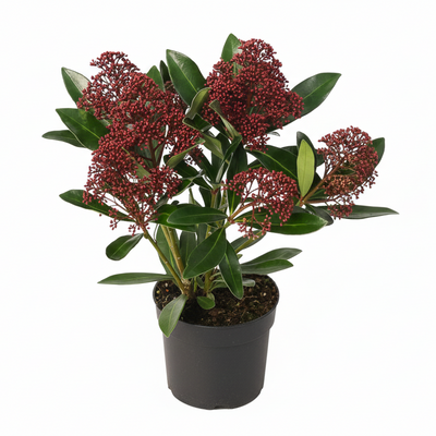 Set mit 3 Skimmia 'Rubella' – Rote Knospen, winterhart