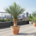 Yucca Rostrata 140-160cm, Ø55cm Topf, Blaue Blätter, pflegeleicht Bild 2
