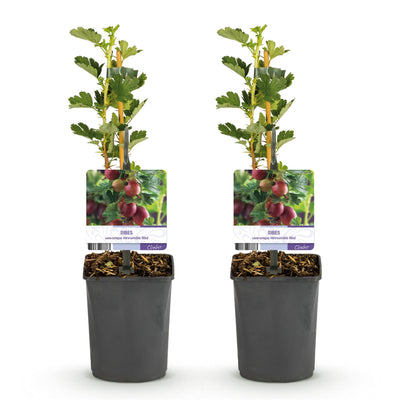 GreenboutiQ Stachelbeere 'Hinnomäki Röd' - 2 Pflanzen im Topf