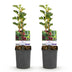 GreenboutiQ Stachelbeere 'Hinnomäki Röd' - 2 Pflanzen im Topf Bild 2