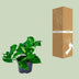 Pothos Epipremnum Aureum Ø12cm Height 20cm - Robust Houseplant Bild 4