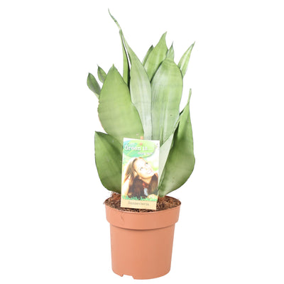 Sansevieria Moonshine: Silberne Blätter, pflegeleicht, 40cm