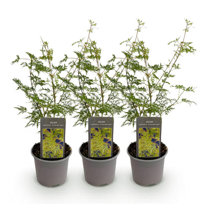 Acer palmatum 'Emerald Lace' - 3 Japanische Fächerahorne, 35cm, Topf 12cm