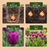 30x Triumph-Tulpe Lila - Frühjahrsblüher, Zwiebelgröße 11/12 Bild 4