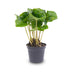 Coffea Arabica Kaffeepflanze (Topfgröße 6cm) - Tropisches Flair Bild 1