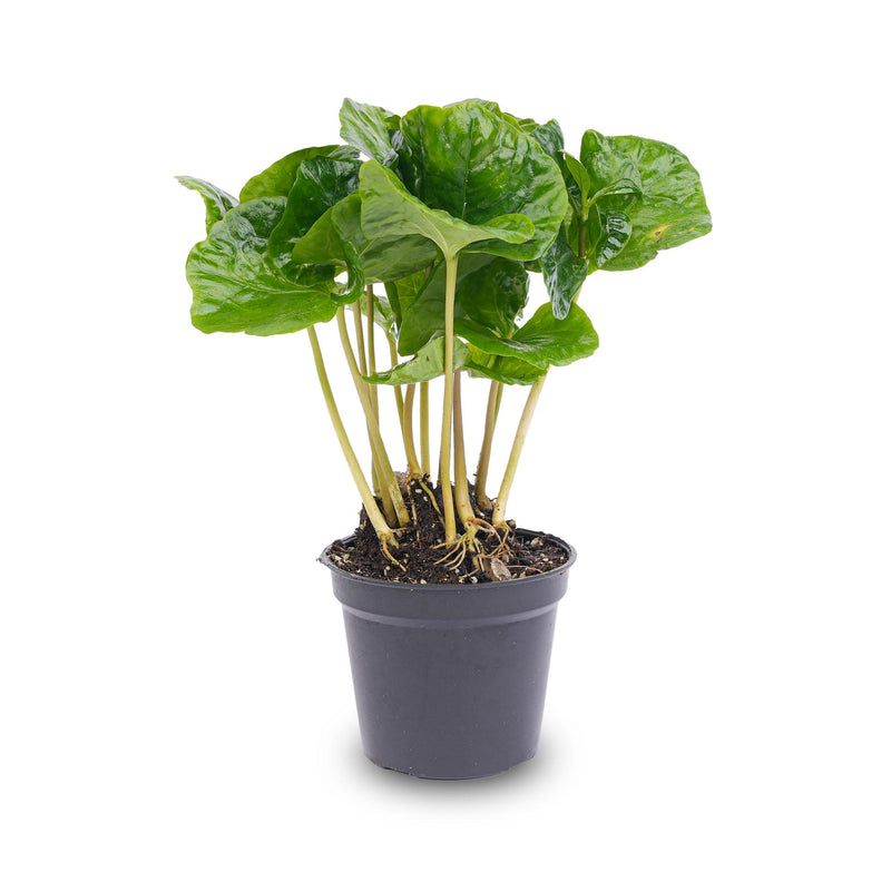 Coffea Arabica Kaffeepflanze (Topfgröße 6cm) - Tropisches Flair