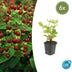 6x Hypericum inodorum 'Beauty' - ↕10-25cm - Ø9cm Bild 1
