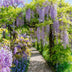GreenboutiQ Blauregen 'Prolific' - Duftende blaue Blüte, 1 Pflanze Bild 5