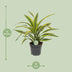 Dracaena Fragrans Lemon Lime Drachenbaum - Zimmerpflanze 40cm Bild 2