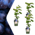 3 Bio-Weinreben im 13 cm Topf - Höhe 20-25 cm Bild 1