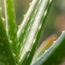 Aloe Vera Pflanze: 35-40cm, Ø 10,5cm Topf - Pflegeleicht & Dekorativ Bild 3