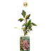 4x Winterjasmin 'Marjorie' – Kletterpflanze mit gelben Blüten im Winter Bild 2