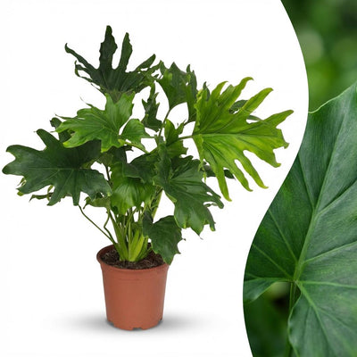 Philodendron Lickety Split, pflegeleichte Zimmerpflanze, 70cm