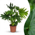 Philodendron Lickety Split, pflegeleichte Zimmerpflanze, 70cm Bild 1
