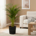 Areca-Palme: Tropische Schönheit im elho Topf, 85 cm hoch Bild 2