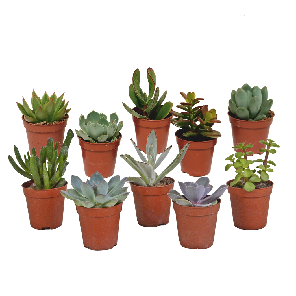 Vetplanten-Mischung 5,5 cm - 10x - zonder pot