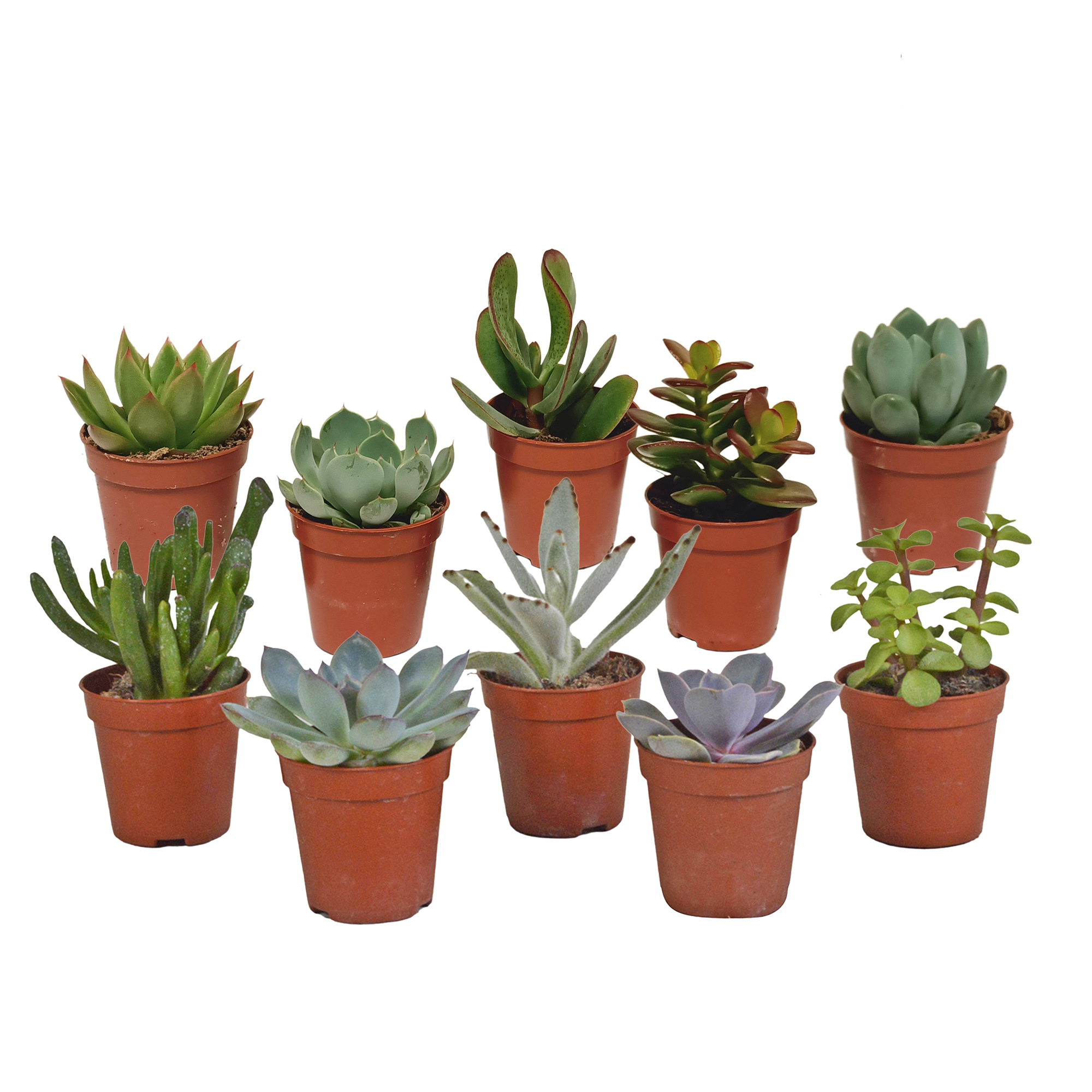 Vetplanten-Mischung 5,5 cm - 10x - zonder pot