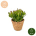 4x Crassula Ovata - Geldbaum - Grün - Sukkulente/Kaktus - incl. mand - Ø12cm Bild 5
