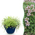 Green boutiQ - Perennials - Thymus praecox Minor - Creeping Thyme - Fragrant - Pink - 12 Plants - Pot 11cm - Height 15-25cm Bild 1
