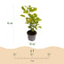 Cotinus coggygria Golden Spirit: 3x Gelber Perückenstrauch, Topf 12cm Bild 3