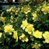 48x Hypericum 'Hidcote' - ↕10-25cm - Ø9cm Bild 6