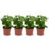 4x Kaffeepflanze (Coffea Arabica) - Topf Ø 12cm, Höhe ca. 25cm Bild 1