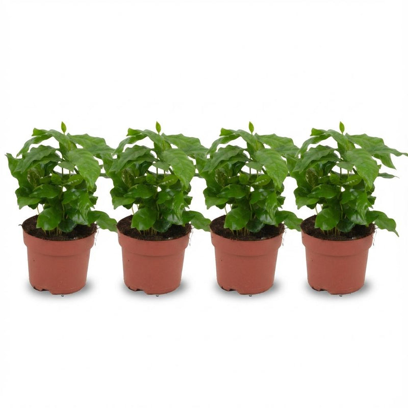 4x Kaffeepflanze (Coffea Arabica) - Topf Ø 12cm, Höhe ca. 25cm